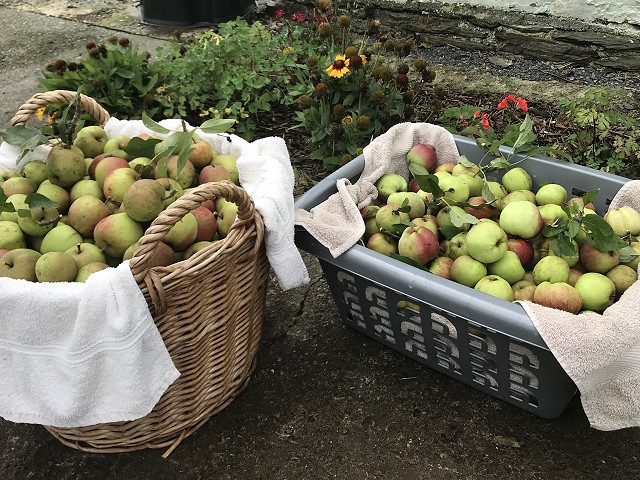 Bumper Apple Harvest for 2021